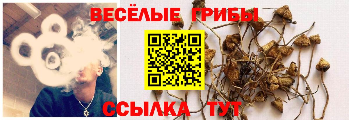 Псилоцибиновые грибы мицелий  Псилоцибиновые грибы GOLDEN TEACHER  Вход с VPN  Родники 